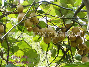 河南省西峽縣獼猴桃 產(chǎn)地直銷，新鮮直達(dá)