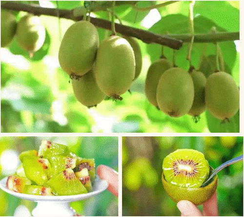 山泉滋養(yǎng)，甜美多汁——快來品嘗分水優(yōu)質(zhì)獼猴桃