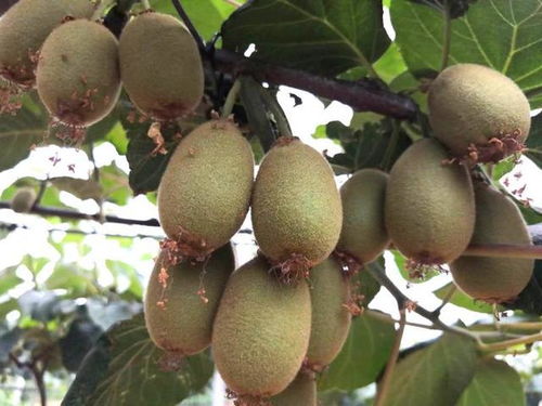 小產(chǎn)業(yè)撬動(dòng)脫貧致富大杠桿——南召縣石門鄉(xiāng)獼猴桃銷售紀(jì)實(shí)