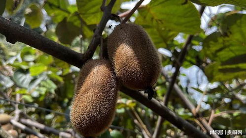 修文獼猴桃甜蜜上市，10萬(wàn)噸貨源緊俏欲購(gòu)從速