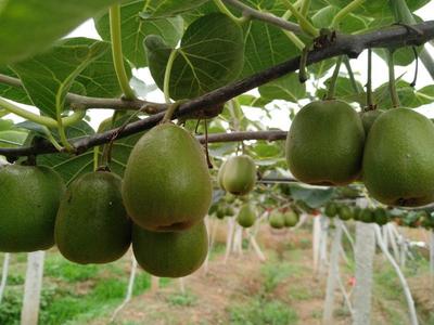 四川綿陽(yáng)安州區(qū)紅心獼猴桃 優(yōu)質(zhì)果品，批發(fā)價(jià)僅5.00元/斤