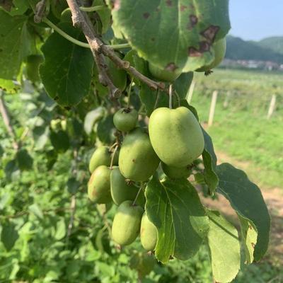 軟棗獼猴桃市場(chǎng)探秘 遼寧岫巖產(chǎn)地直供，10元/斤批發(fā)價(jià)背后的產(chǎn)業(yè)機(jī)遇