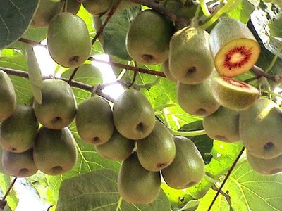 獼猴桃產(chǎn)品刪除頁(yè)操作指南與銷售影響評(píng)估