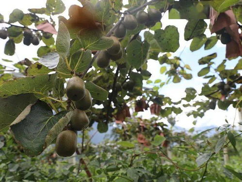 德威鎮(zhèn)海子村 200畝獼猴桃挑大梁，甜蜜產(chǎn)業(yè)富鄉(xiāng)村