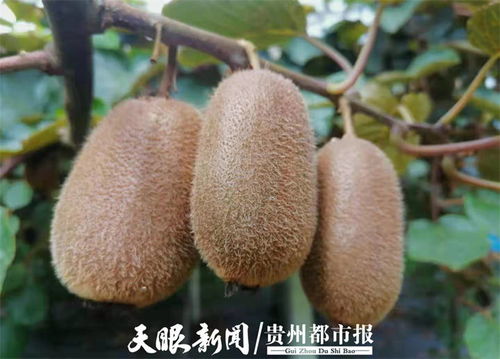 貴州修文7萬噸獼猴桃開啟網(wǎng)絡(luò)預(yù)售，電商賦能拓寬“黃金果”出山路