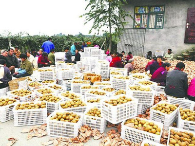 價(jià)格低迷的背后 產(chǎn)量激增與市場變化如何影響獼猴桃銷售