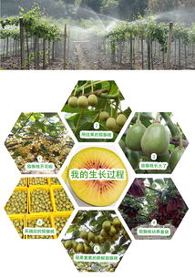 預(yù)售開啟 | 生態(tài)種植，自然本味 品鑒正宗蒼溪紅心獼猴桃