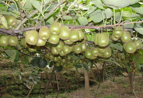 國(guó)產(chǎn)獼猴桃與新西蘭奇異果大比拼 不比不知道，一比嚇一跳